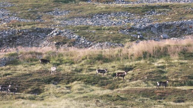 Raindeers in the wild, animals running in nature, freeliy, Norway