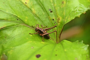 Gemeine Strauchschrecke (Pholidoptera griseoaptera)