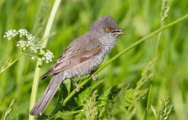 Barred warbler, Sylvia nisoria. A bird sits on the stem of a plant in a meadow and sings