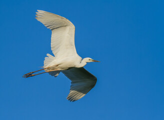 Great egret, Ardea alba. A bird flies against a blue sky