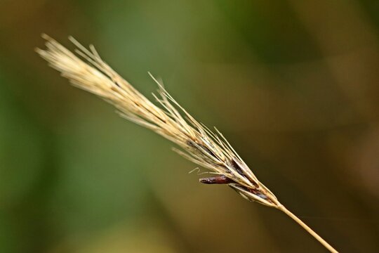 Mutterkorn (Secale cornutum) an Gras