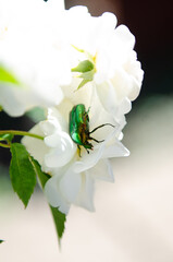 Cetonia aurata Golden bronze