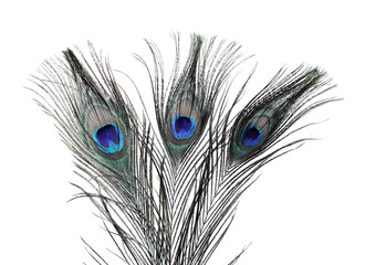 Obraz premium Three beautiful peacock feathers on white background, closeup