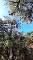 trilha para pinheiro velho em monta verde, minas gerais 