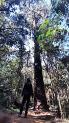 trilha para pinheiro velho em monta verde, minas gerais 