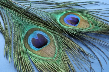 Obraz premium Two beautiful peacock feathers on blue background, closeup
