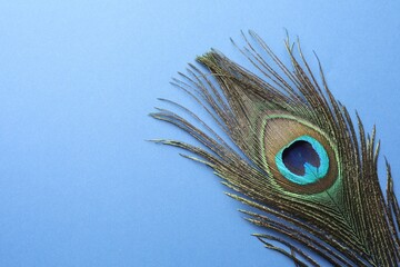 Obraz premium One beautiful peacock feather on blue background, top view. Space for text