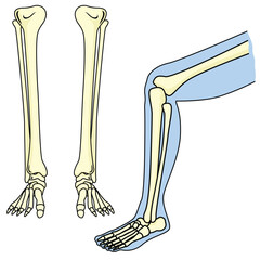 Foot and ankle vector illustration. 