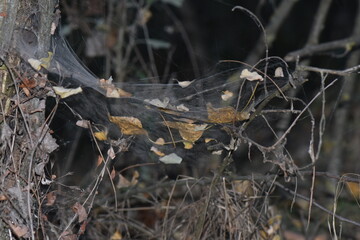 spider in the forest
