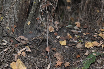 fallen autumn leaves