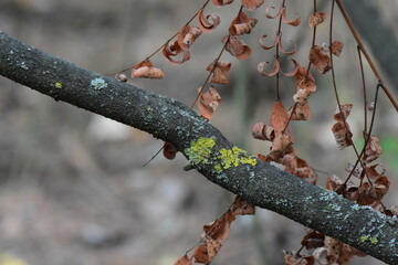 dry leaves on a tree branch with lichen in the forest, close-up