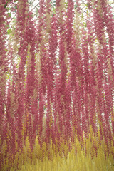 Pink and white floral textured pattern with red and white accents on a natural wood and bark surface creating an autumn-inspired wallpaper design