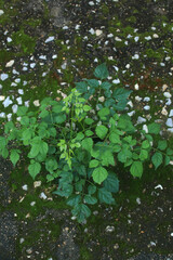 A lush forest with vibrant green leaves glistening in the rain on the trees