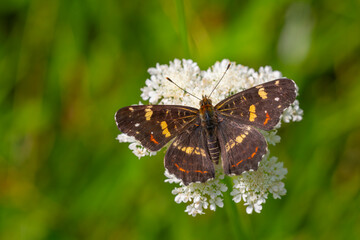 map butterfly feeding on flower, European Map, Araschnia levana