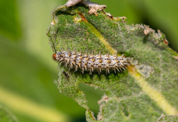 a colorful caterpillar on a leaf