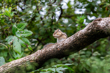 木の上にいるシマリス
