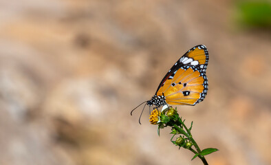 a tropical butterfly on a small daisy, Plain Tiger, Danaus chrysippus
