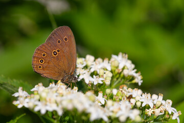 big brown butterfly on white flowers, Ringlet, Aphantopus hyperantus