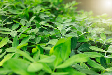 Peanut plants in growth at field