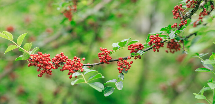 Sichuan Pepper grow on tree