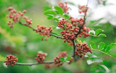 Sichuan Pepper grow on tree