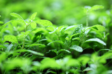 Fresh Green Leaves in Natural Light