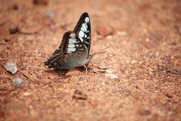 Elegant Butterfly on Earthy Ground