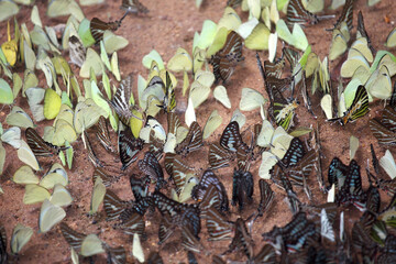 Colorful Butterflies Gathering on Ground