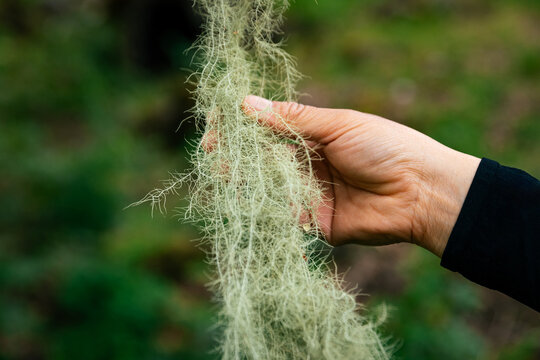 Old mans beard usnea on tree in beautiful forest landscape
