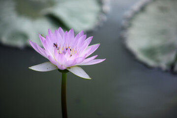 Elegant Pink Water Lily in Calm Water