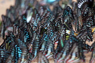 Colorful Butterflies in Natural Habitat Displaying Beauty