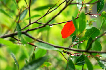 Vibrant Red Leaf Among Green Foliage