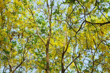 Colorful Yellow Blossoms on Bright Green Trees