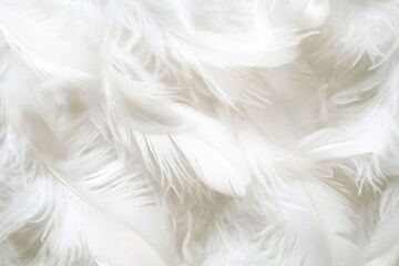 Fototapeta premium White feather background, soft and fluffy texture