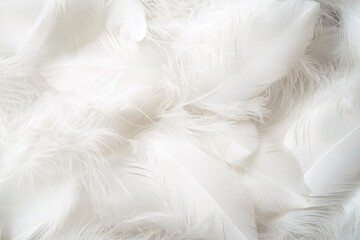 Fototapeta premium White feather background, soft and fluffy texture