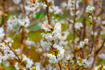 cerezos en flor