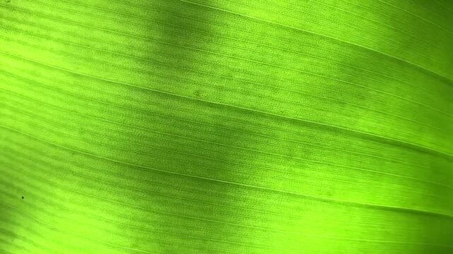 A macro video of banane leaves showcases their intricate details, vibrant colors, and the subtle movements that bring them to life. A unique perspective on the beauty and complexity of nature. 4K
