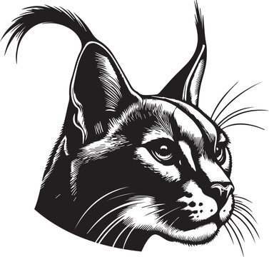 Carcal cat vector