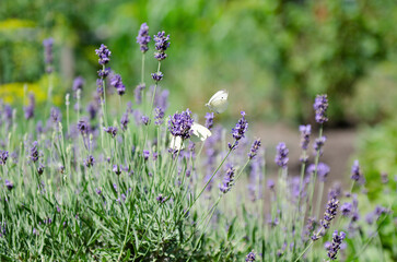 lavender bushes and white butterfly on lavender