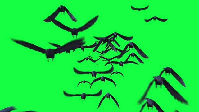 flock of black crow, raven,  Flying towards camera on Green Screen. 3d animation rendering .	
