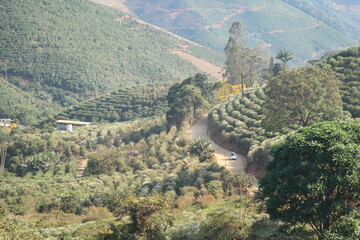 paisagem com cafezais floridos em alto caparaó, minas gerais 
