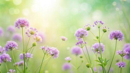 Fototapeta premium Soft purple wildflowers in pastel green background