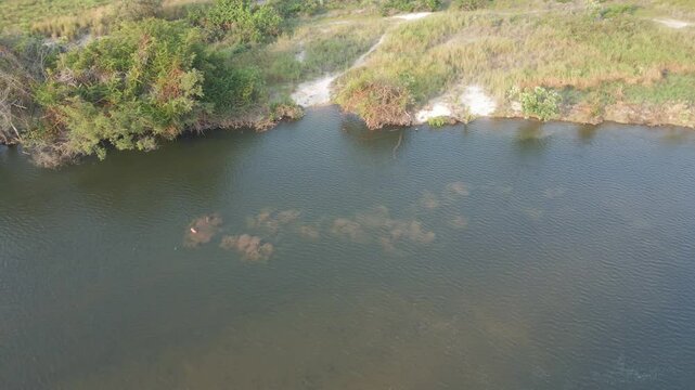 Aerial view. Pod of Hippopotamus in a river in the Congo