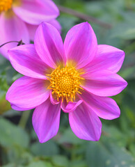 Beautiful close-up of a pink dahlia flower