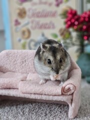 Cute hamster life
