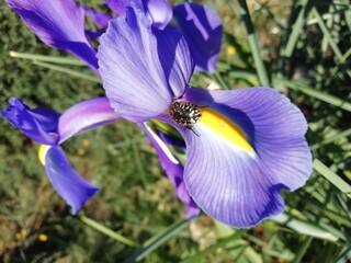 Xiphion vulgare. Iris xiphium. Oxythyrea funesta. El escarabajo del sudario. 