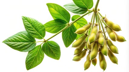 Fototapeta premium Soya bean plant branch with beans and leaves isolated on white background