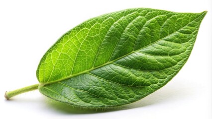 Soybean plant closeup on white background