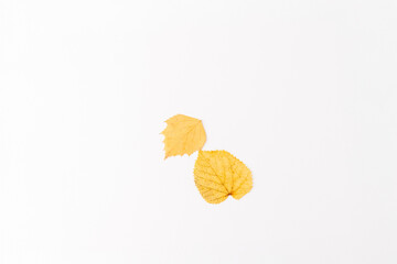 two yellow autumn leaves top view on white background, step in creative process of making flat lay...