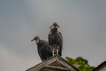 Black Vulture fledgling and adult perched on a roof of an abandoned building